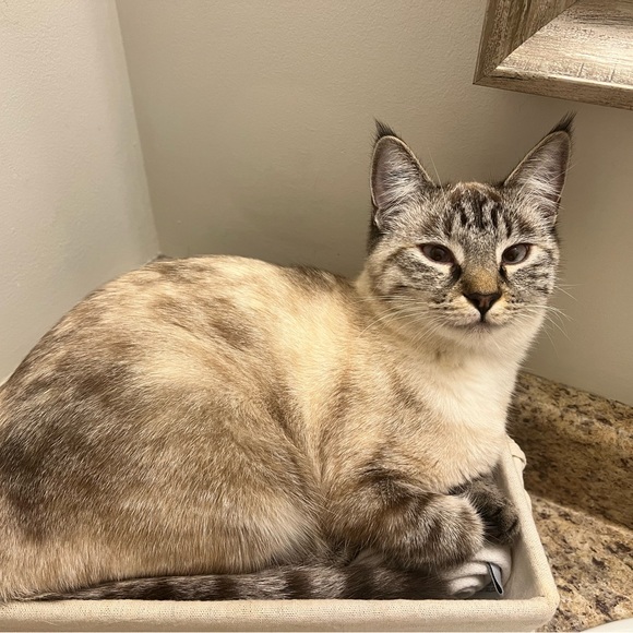 Meet your Posher, Amy - Picture 2 of 2